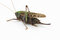 Free Locust Isolated In White Stock Images - 6497254