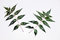 Free Neem Royalty Free Stock Photo - 6499825