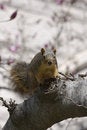 Free Squirrel Stock Photo - 652340