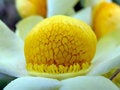 Free Gem Floral Stock Photo - 653460