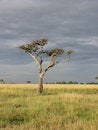 Free Tree Royalty Free Stock Photos - 654548