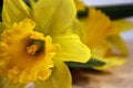 Free Daffodils Royalty Free Stock Image - 655396