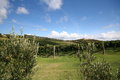 Free Vineyard And Olive Tree Royalty Free Stock Photo - 655545