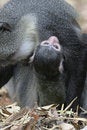 Free Monkey Infant Stock Photography - 657002