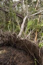 Free Fallen Tree Royalty Free Stock Images - 659509