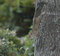 Free Squirrel Sliding Down Tree Royalty Free Stock Photo - 657675