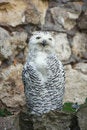 Free Snowy Owl Royalty Free Stock Images - 6502109