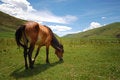 Free Leisurely Horse Royalty Free Stock Images - 6505749