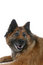Free Big Brown Dog S Face Over White Background Royalty Free Stock Photography - 6504527