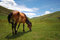 Free Leisurely Horse Royalty Free Stock Images - 6505749