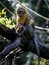 Free Monkey And Baby Royalty Free Stock Photo - 6506755
