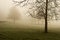 Free Foggy Morning Royalty Free Stock Images - 6508119