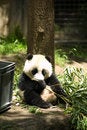 Free Panda Bear Eating Stock Photo - 6510550