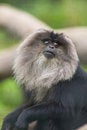 Free Monkey Royalty Free Stock Photo - 6510585