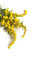 Free Goldenrod Royalty Free Stock Image - 6515896