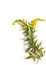 Free Goldenrod Stock Photos - 6515903
