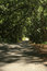 Free Trees Growin Over Road Way Royalty Free Stock Photo - 6516435
