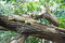 Free Lizard On The Tree Stock Photo - 6519000