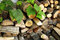 Free Woodpile. Fire Wood For The Furnace. Stock Images - 6520814
