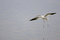 Free American Avocet (Recurvirostra Americana) Stock Photo - 6524660