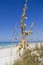 Free Golden Beach Grass Stock Image - 6525871