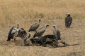 Free Kill Stock Photos - 6530723