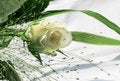 Free White Roses Royalty Free Stock Images - 6533929