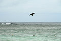 Free Heron Dive Royalty Free Stock Photo - 6535245