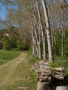 Free Trees And Logs Royalty Free Stock Image - 6535646