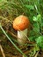 Free Mushroom Royalty Free Stock Photos - 6531088