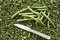 Free Green Bush Beans On Bed Of Bean Ends Stock Photos - 6531753