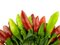 Free Chili Pepper And Hot Red Pepper Very Close Stock Photography - 6532392