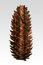 Free Pine Cone! Royalty Free Stock Image - 6532956