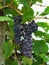 Free Two Bunches Of Ripe Grapes On Vine Royalty Free Stock Images - 6536839