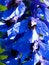 Free Petals Of A Dark Blue Cultivated Flower. Royalty Free Stock Images - 6537139