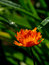 Free Red Wood Flower. A Wood. Stock Images - 6537144
