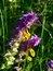 Free Field Flower. Rural. Stock Image - 6537231