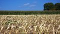 Free Agriculture Royalty Free Stock Photography - 6543257