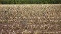 Free Agriculture Stock Images - 6543414