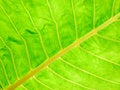 Free Close Up Of Leaf Stock Image - 6543721