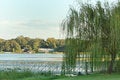 Free Sunset At The Park. Stock Photo - 6545970