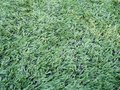Free Lawn Stock Images - 6546234