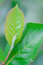 Free Green Leaves 2 Royalty Free Stock Photo - 6540335