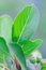 Free Green Leaves Stock Image - 6540351