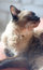 Free Siam Cat Royalty Free Stock Image - 6540386