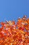 Free Autumn Leaves Royalty Free Stock Images - 6541009