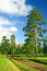 Free Pine Trees At The Enter To The Park Stock Photo - 6548740