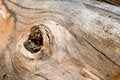 Free Wood Texture Stock Photography - 6565632