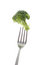 Free Broccoli Isolated On White Royalty Free Stock Images - 6561969