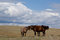 Free Horses In Open Prairie Royalty Free Stock Images - 6563929